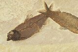 Plate of Three Fossil Fish (Knightia) - Wyoming #295711-2